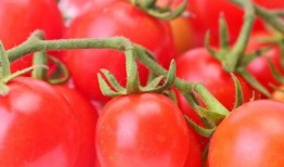 小鬼吃瓜番茄小说免费阅读,番茄小说免费阅读，揭秘神秘瓜田奇遇记